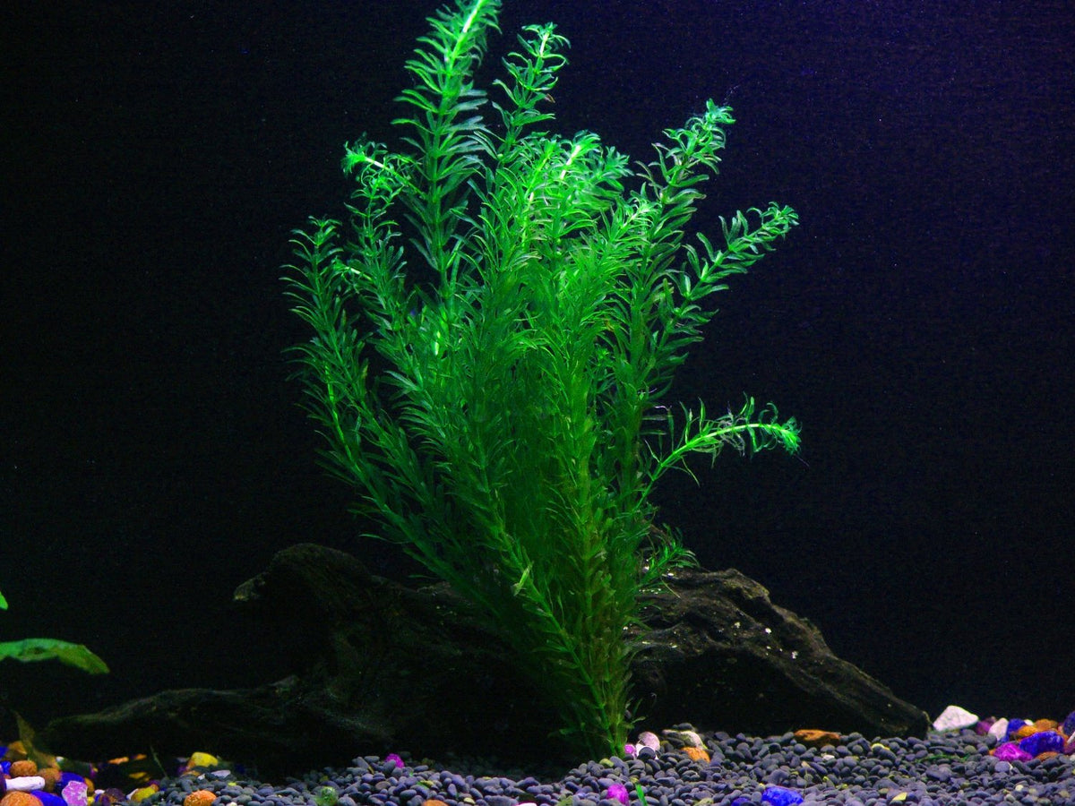 Tropical aquarium outlet plants for beginners