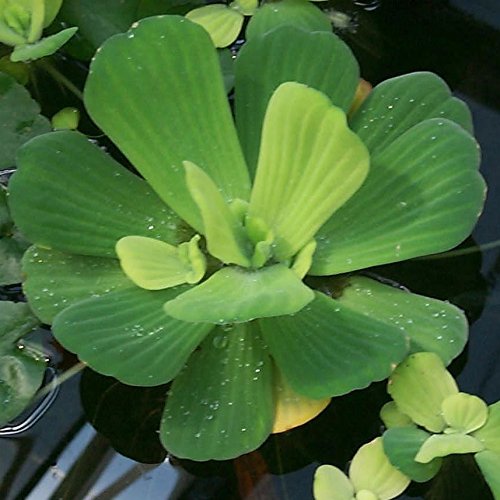 BUY 2 GET 1 FREE - Water Lettuce & Water Hyacinth Pond Plants | 4 Of Each | Floating Aquatic Plants