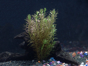 
                  
                    30-Stem-Aquarium-Plants-Bundle-8-Species-Anacharis-Amazon-Rotala-Ludwigia-and-more-B00R977TNS-4
                  
                