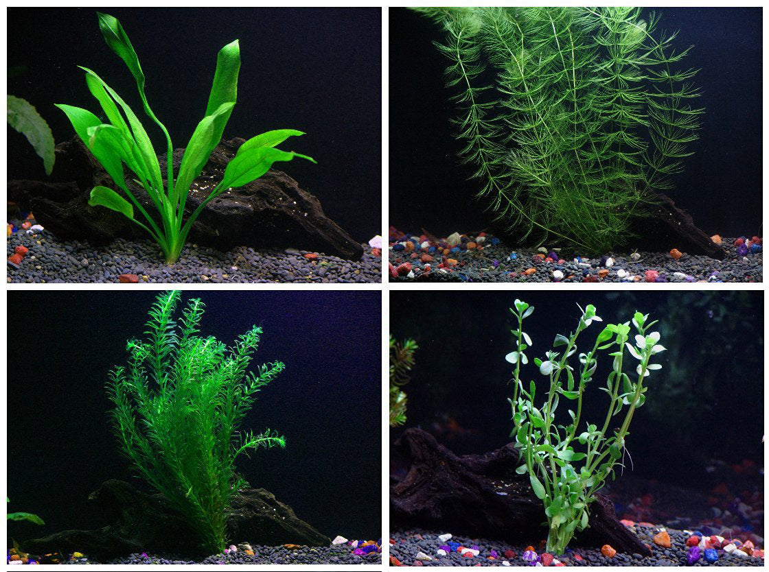 Easy Live Aquarium Plants Package - 4 Kinds - Anacharis, Amazon and more!
