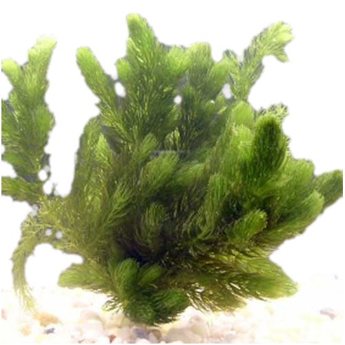 Hughes Water Gardens Oxygenating Hornwort (1 Bunch 6 Stem Plants