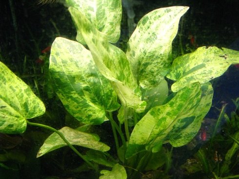 Potted Marble Queen (Echinodorus cordifolius) - Beginner Tropical Live Aquarium Freshwater Plant