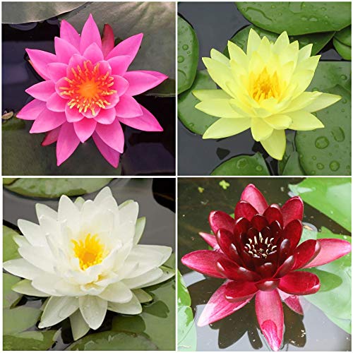 Water Lily Bundle - 4 Pre-Grown Hardy Lilies in White, Red, Yellow, Pink