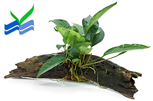Anubia Plant on Driftwood (8-12 Inches)