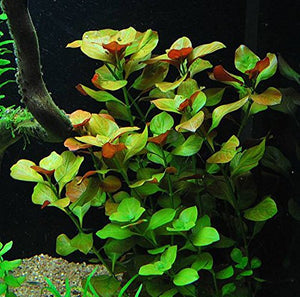 
                  
                    6-Species-Easy-Live-Aquarium-Plants-Package-Anacharis-Amazon-and-more-B00SULZGDC-2
                  
                