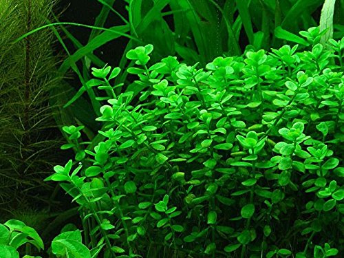 Potted Moneywort - Easy Aquarium Live Plant - 7-9 stems