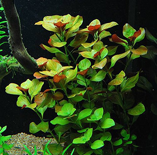 Ludwigia Repens - Easy Freshwater Aquarium Plant
