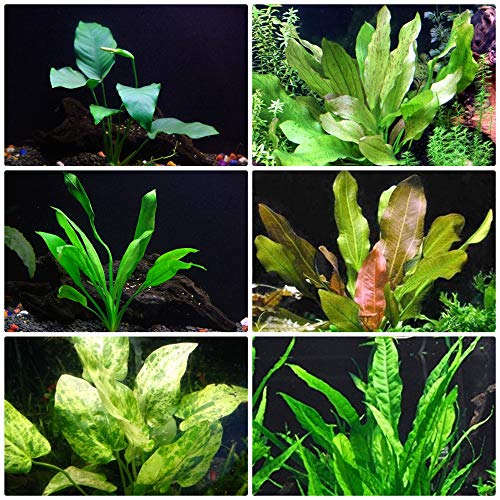 Rooted Live Aquarium Plant Bundle 6 Easy Species Snail Free