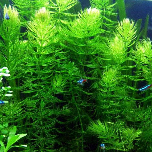 Pond Oxygenating Hornwort (1 Bunch 6 Stem Plants) Aquarium Plants