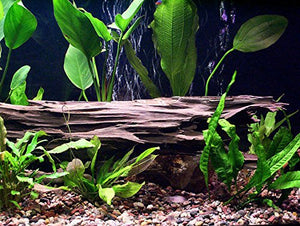 
                  
                    Aquarium-Driftwood-8-12-Inches-B01LZFZIZC-4
                  
                