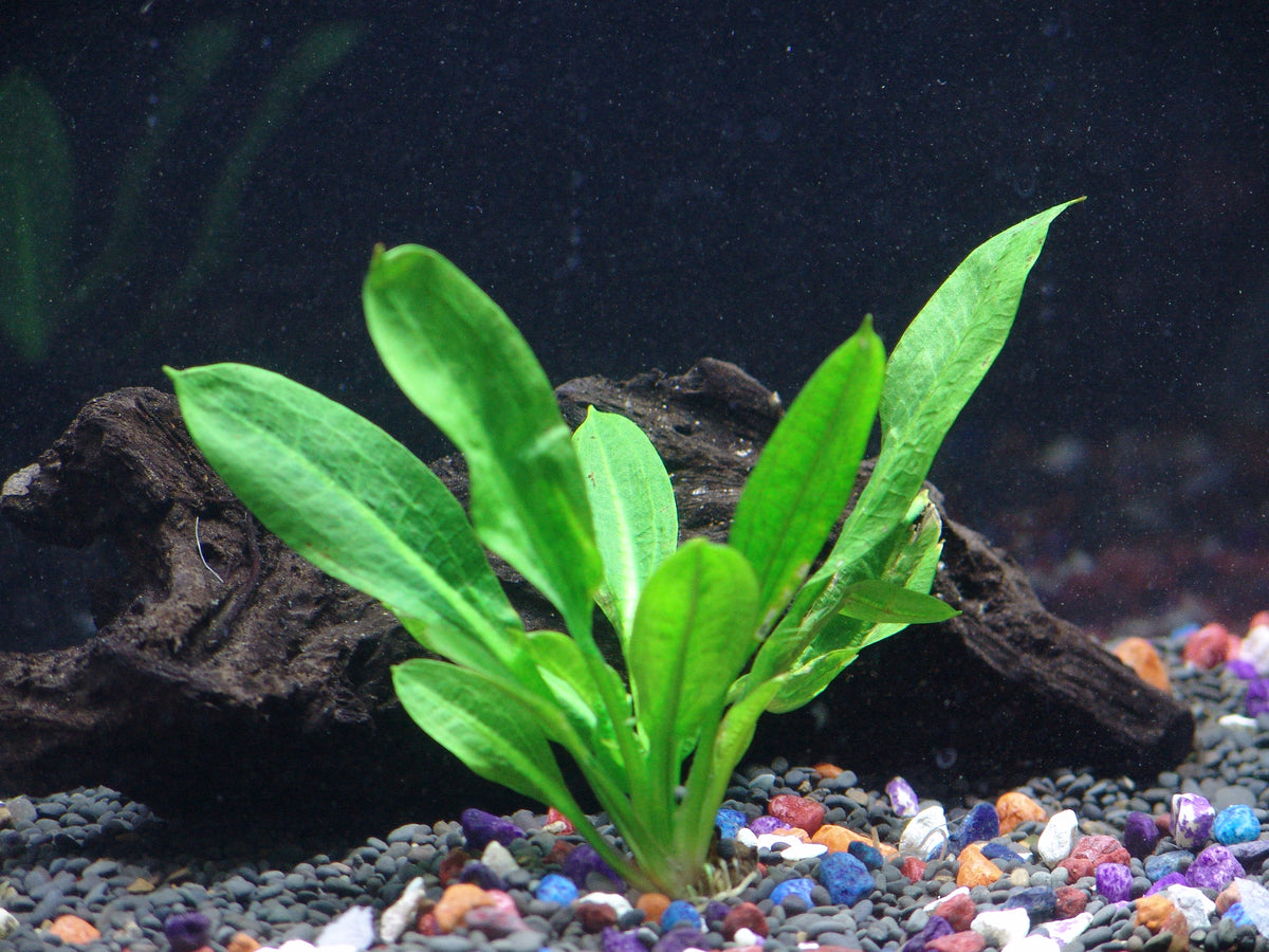 Rosette Sword Echinodorus parviflorus Beginner Tropical Live