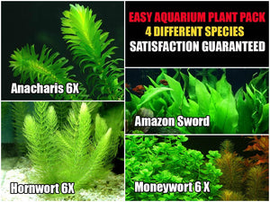 
                  
                    Easy-Live-Aquarium-Plants-Package-4-Kinds-Anacharis-Amazon-and-more-B00SOFL872
                  
                