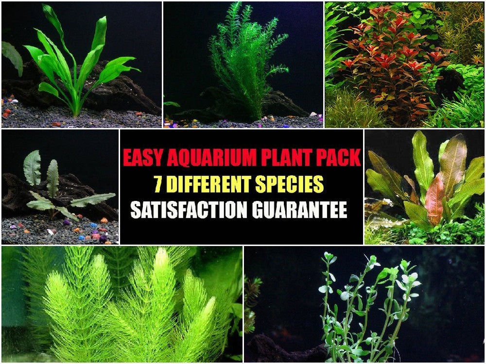 Easy-Live-Aquarium-Plants-Package-7-Kinds-Anacharis-Amazon-and-more-B00TGXQNDA