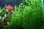 Oxygenating-Plants-Pack-for-Live-Ponds-or-Aquariums-B00XHLP0WW-2