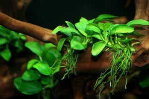 
                  
                    Potted-Anubias-Nana-Aquarium-Plant-B019OO7KNW
                  
                
