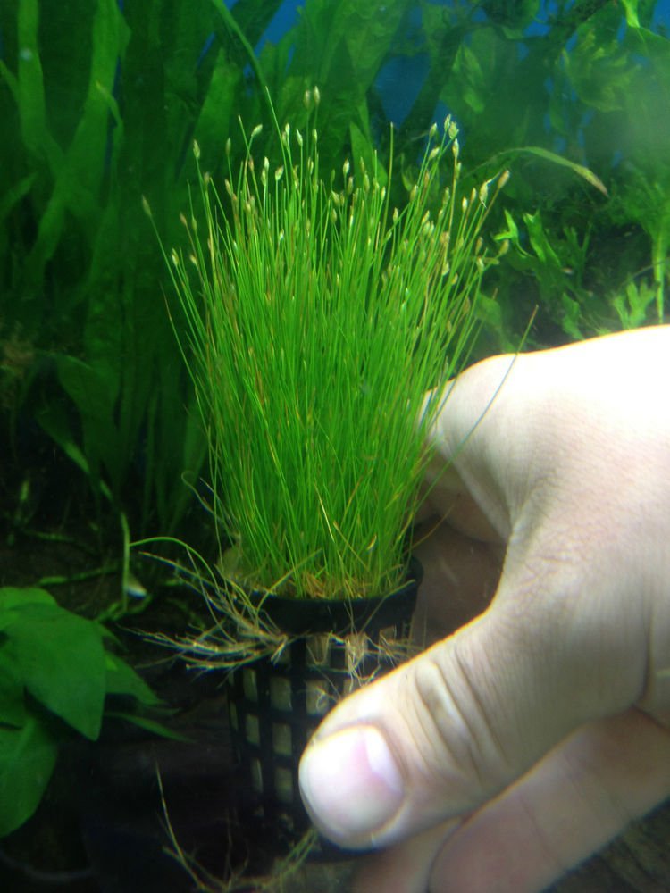 live potted aquarium plants Potted Dwarf Hairgrass Aquarium Live Plant