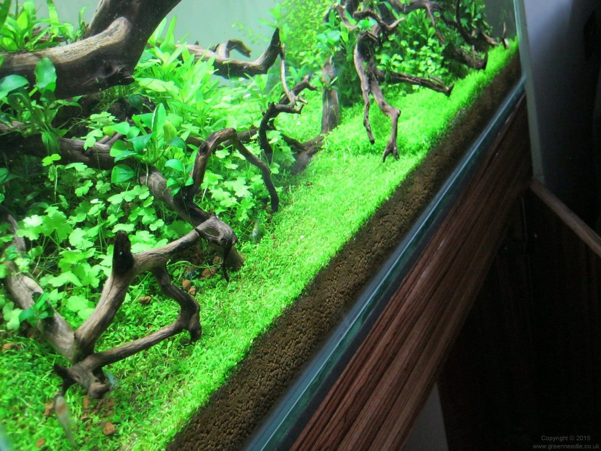 monte carlo aquarium plant seeds Potted Monte Carlo (Micranthemum) - Easy Carpet Aquarium Plant