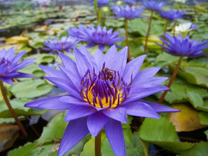 
                  
                    Purple-Tropical-Water-Lily-Water-Garden-Live-Pond-Plant-B013HWUQGK
                  
                
