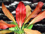 Red-Flame-Sword-Beginner-Tropical-Live-Aquarium-Plant-B019JYDF5O