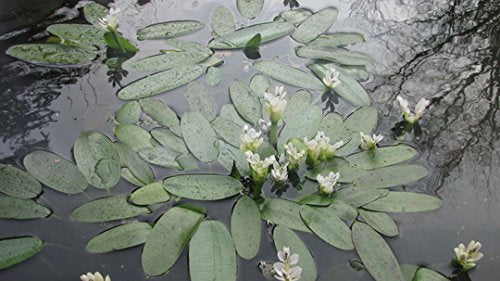 Water Hawthorne Pond Plant for Cold Water