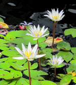 White-Tropical-Water-Lily-Water-Garden-Live-Pond-Plant-B013JN259I
