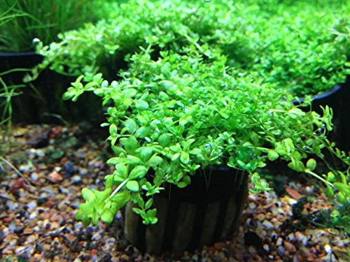 Java Moss - Easy Live Fresh Water Aquarium Plants