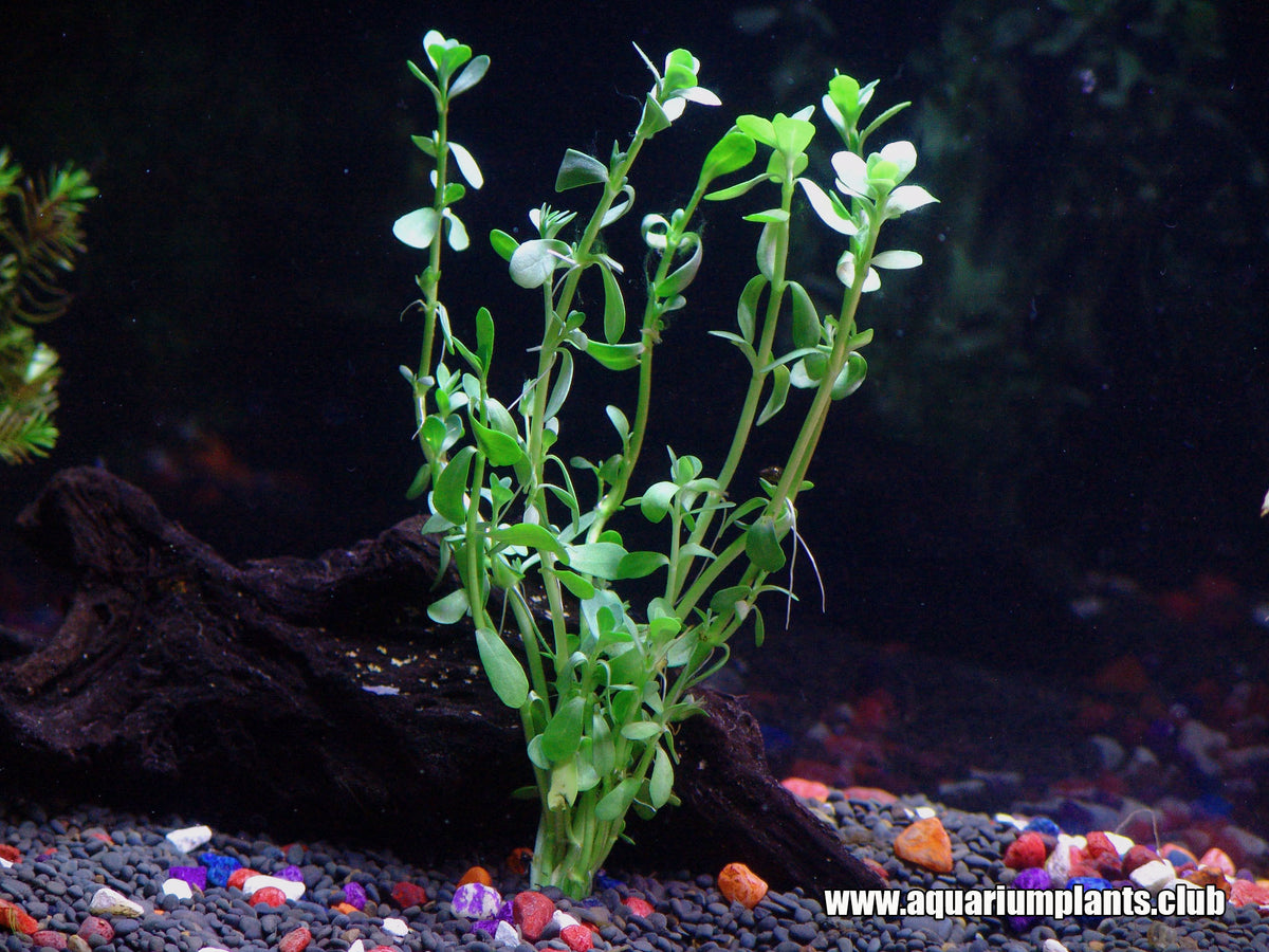 can we grow money plant in aquarium Moneywort | Bacopa Monnieri Aquarium Plant