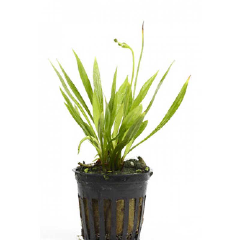 Potted Narrow Leaf Sword Aquarium Live Plant Aquarium Plants for Sale