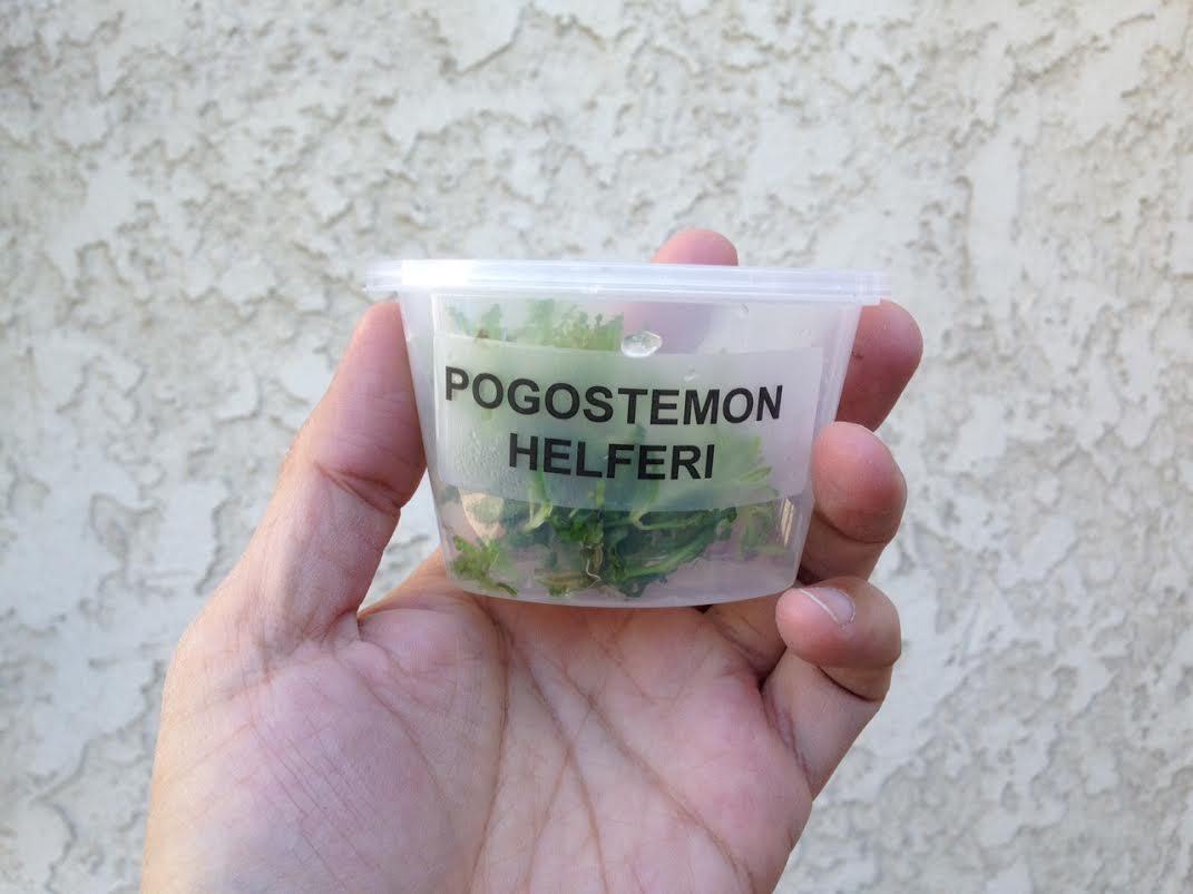 Pogostemon Helferi Portion Little Star Aquarium Plants for Sale