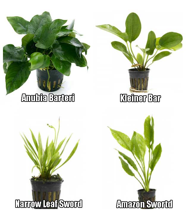 indoor aquarium plants 4 Potted Live Aquarium Plants Bundle - Anubia, Amazon Sword, Kleiner Bar, Narrow Leaf