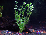 1-Moneywort-Bunch-Aquarium-Live-Plant-7-9-stems-B00V318KB6-3