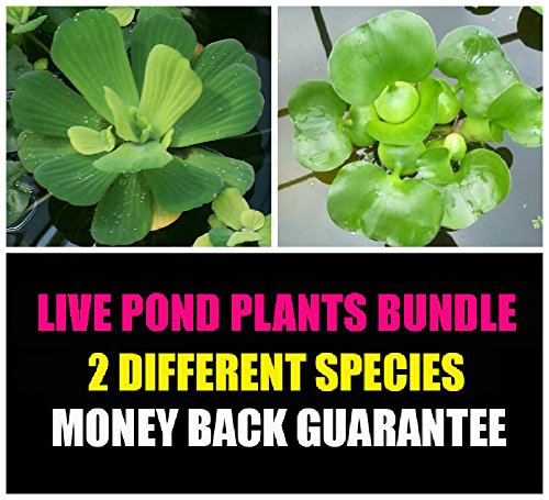 
                  
                    2-Floating-Live-Pond-Plants-Watter-Lettuce-and-Water-Hyacinth-B0138AP42C
                  
                
