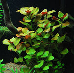 25-stems-6-species-Live-Aquarium-Plants-Package-Anacharis-Amazon-and-more-B00QTGOIRA-2