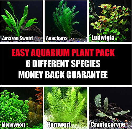 
                  
                    25-stems-6-species-Live-Aquarium-Plants-Package-Anacharis-Amazon-and-more-B00QTGOIRA
                  
                