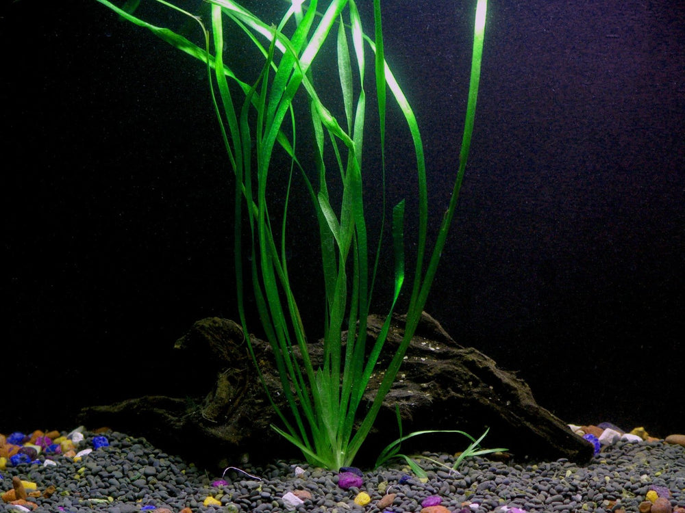 1 Hornwort Bunch - Ceratophyllum Demersum - Beginner Tropical Live Aquarium Plant