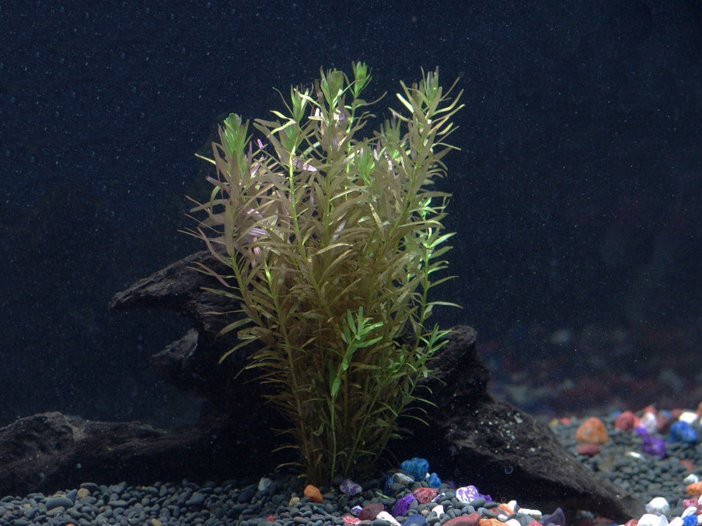 
                  
                    30-Stem-Aquarium-Plants-Bundle-8-Species-Anacharis-Amazon-Rotala-Ludwigia-and-more-B00R977TNS-4
                  
                