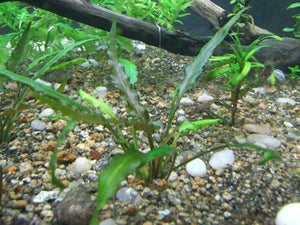 
                  
                    30-Stem-Aquarium-Plants-Bundle-8-Species-Anacharis-Amazon-Rotala-Ludwigia-and-more-B00R977TNS-6
                  
                