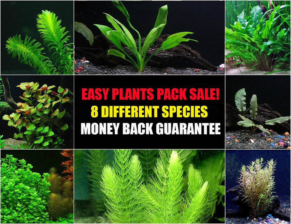 6 Species Easy Live Aquarium Plants Package - Anacharis,  and more! 