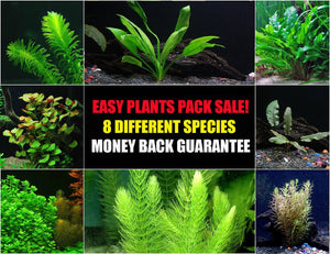 
                  
                    30-Stem-Aquarium-Plants-Bundle-8-Species-Anacharis-Amazon-Rotala-Ludwigia-and-more-B00R977TNS
                  
                