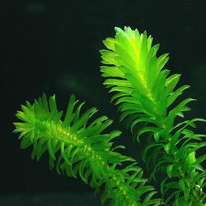 
                  
                    4-Anacharis-Bunches-4-Stems-Egeria-Densa-Beginner-Tropical-Live-Aquarium-Plant-B00T1FTXPS-3
                  
                