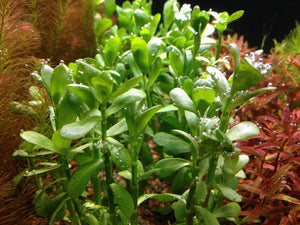 
                  
                    4-Moneywort-Bunches-Aquarium-Live-Plant-7-9-stems-B00SPOL9PS-2
                  
                