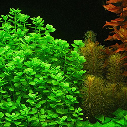 4-Moneywort-Bunches-Aquarium-Live-Plant-7-9-stems-B00SPOL9PS