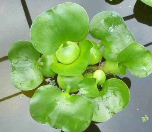 Water Hyancinth - Floating Live Pond Plant
