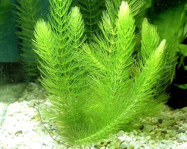 1 Hornwort Bunch - 5+ Stems | Ceratophyllum Demersum - Beginner Tropical Live Aquarium Plant