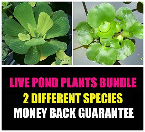 2 Water Lettuce + 2 Water Hyancinth Bundle - Floating Live Pond Plants