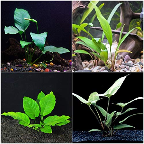 Anubias Bundle - 4 Species (Barteri, Wrinkle Leave, Cogensis, Hastifolia) Easy Low Light Aquarium Plants - Snail Free Guaranteed