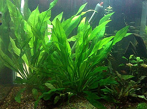 amazon plastic aquarium plants Large Amazon Bleheri Sword 12-15 Inches Tall