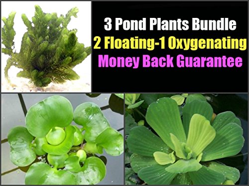 hanging pond plants 3 Pond Plants Bundle - Water Lettuce, Water Hyancinth and Hornwort