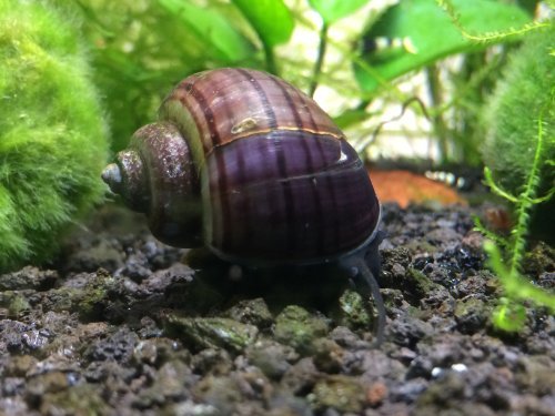 Black Mystery Snail - 1/2