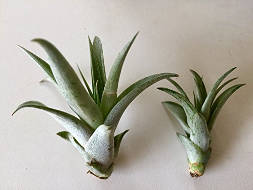 peach air plant Capitata Peach Air Plant - Tillandsia Capitata Peach